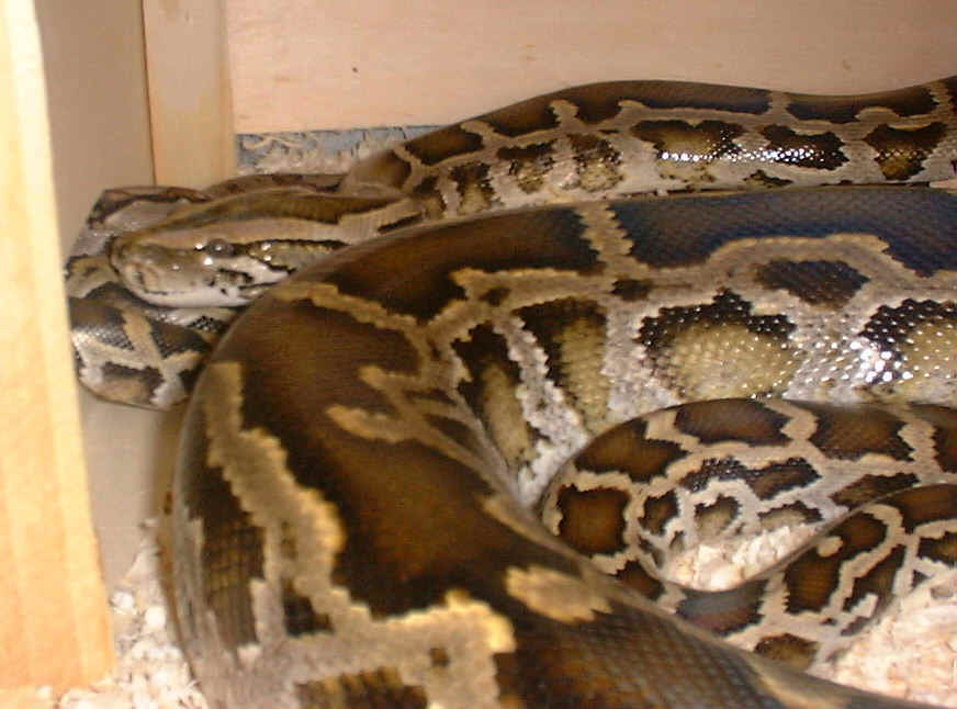 Python Molurus Bivittatus