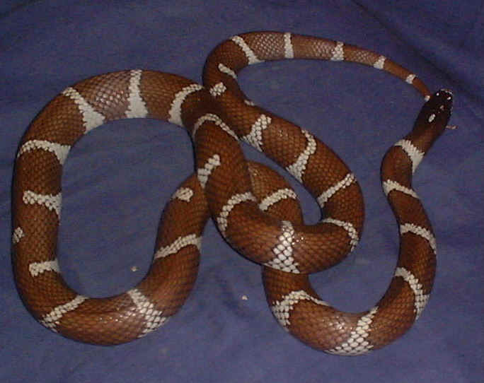  Lampropeltis Getulus Californiae (femelle)