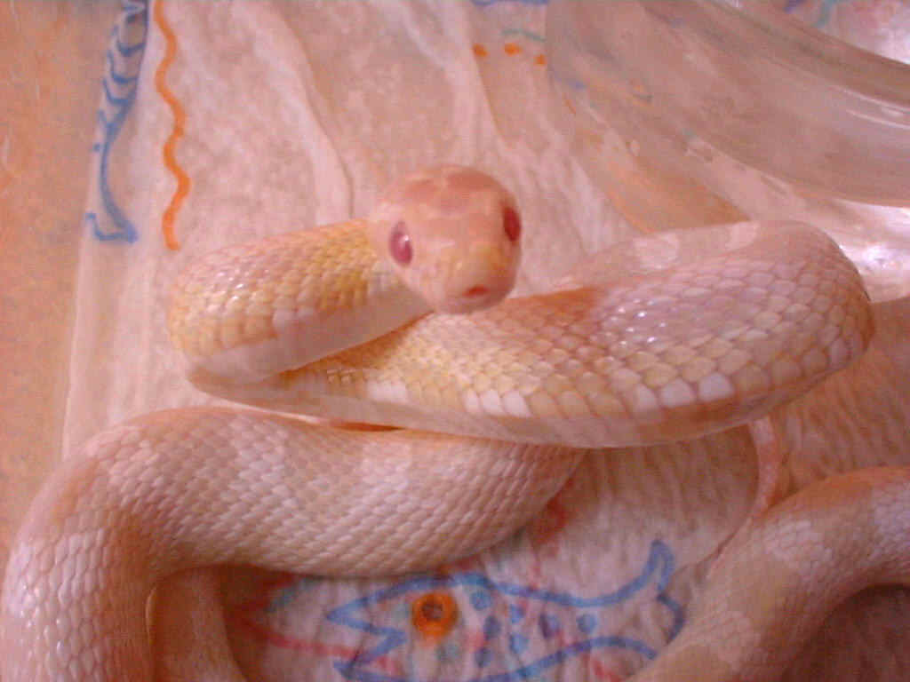 Elaphe Guttata Albinos en posture d'attaque...