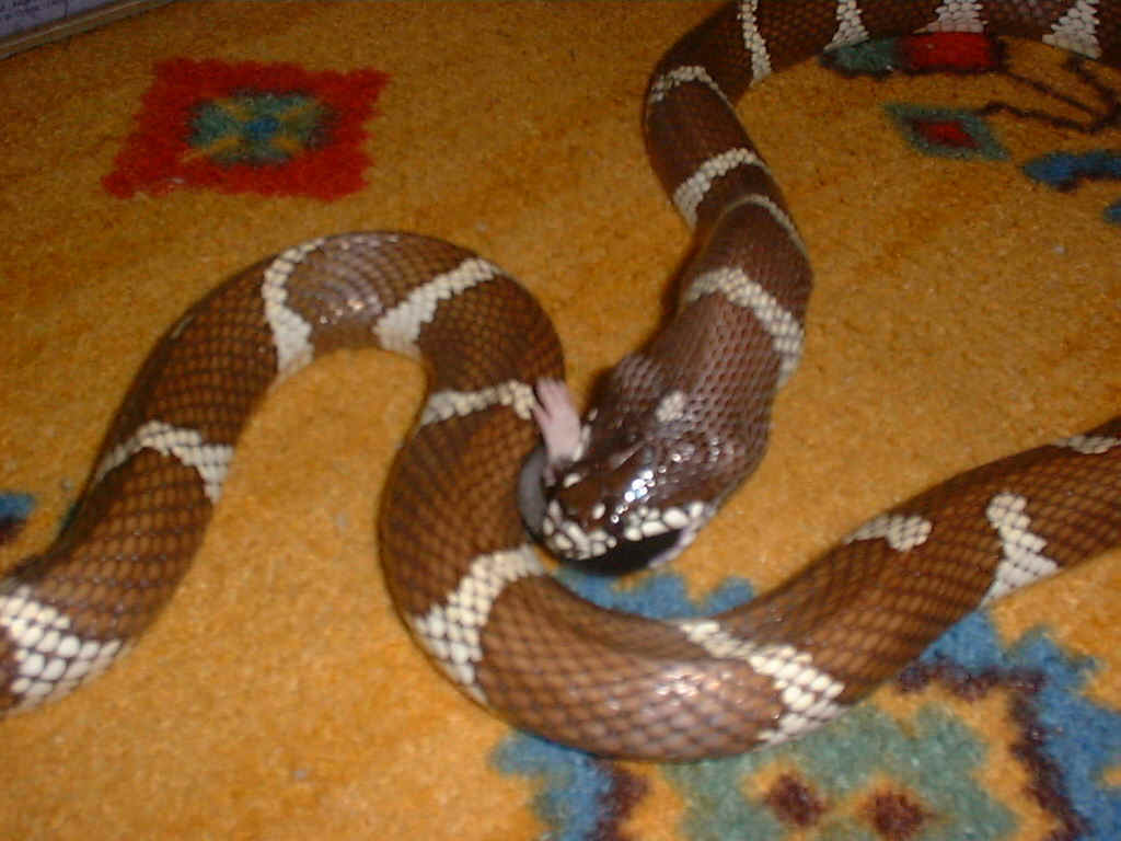   Lampropeltis Getulus Californiae mangeant un souriceau...