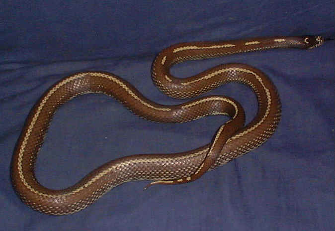   Lampropeltis Getulus Californiae (mle)